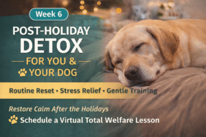 A calm dog resting after the holidays, representing routine reset and post-holiday decompression.